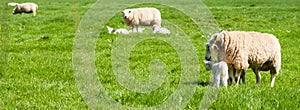 Sheeps with lambs in meadow