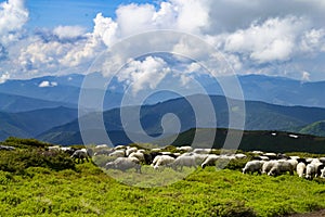 Sheeps, lambs on the mountain farm against green grass fields an