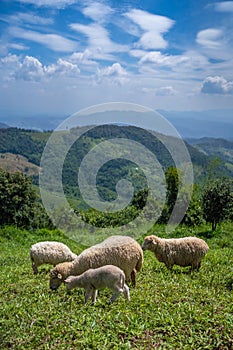 Sheeps, lambs on the mountain farm against green grass fields with blue sky and white clouds. Cheeps on the green grass