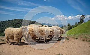 Sheeps, lambs on the mountain farm against green grass fields with blue sky and white clouds. Cheeps on the green grass