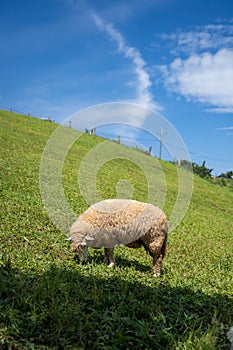 Sheeps, lambs on the mountain farm against green grass fields with blue sky and white clouds. Cheeps on the green grass