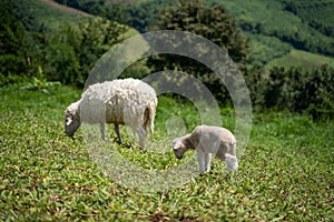 Sheeps, lambs on the mountain farm against green grass fields with blue sky and white clouds. Cheeps on the green grass