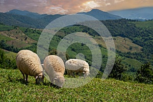 Sheeps, lambs on the mountain farm against green grass fields in sunset. Cheeps on the green grass