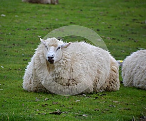 Sheeps at the Levee of the North Sea, Husum, Schleswig - Holstein