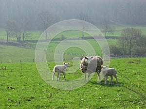 Sheeps in Limburg, Holland