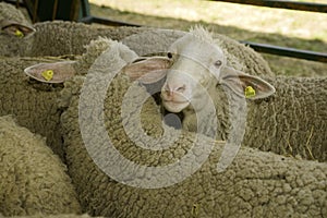 Sheeps at livestock exhibition