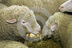 Sheeps at livestock exhibition