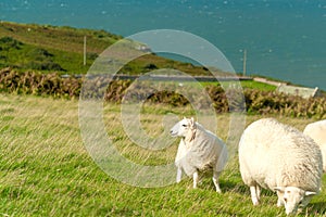 Sheeps on Llandudno demi-island over a blue sky and sea. England