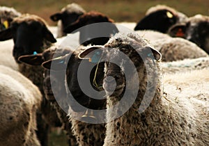 Sheeps looking one way