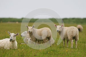 Sheeps looking at you