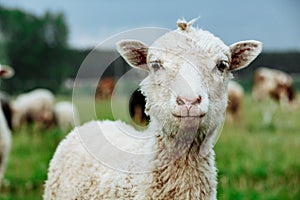 Sheeps in a meadow on green grass