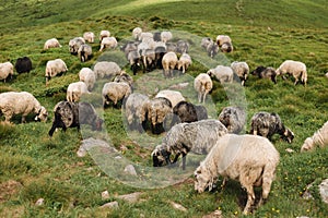 Sheeps in a meadow on green grass. Flock of sheep grazing in a hill. European mountains traditional shepherding in high