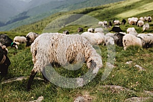 Sheeps in a meadow on green grass. Flock of sheep grazing in a hill. European mountains traditional shepherding in high