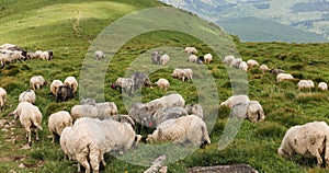 Sheeps in a meadow on green grass. Flock of sheep grazing in a hill. European mountains traditional shepherding in high