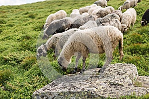 Sheeps in a meadow on green grass. Flock of sheep grazing in a hill. European mountains traditional shepherding in high