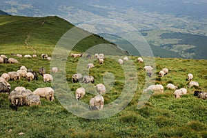 Sheeps in a meadow on green grass. Flock of sheep grazing in a hill. European mountains traditional shepherding in high