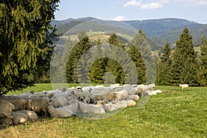 Sheeps in a meadow on green grass. Flock of sheep grazing in a hill. European mountains traditional shepherding in high