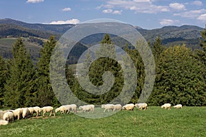 Sheeps in a meadow on green grass. Flock of sheep grazing in a hill. European mountains traditional shepherding in high