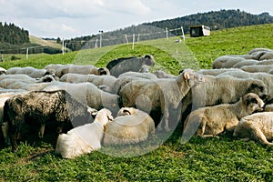 Sheeps in a meadow on green grass. Flock of sheep grazing in a hill. European mountains traditional shepherding in high