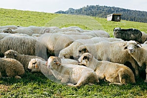 Sheeps in a meadow on green grass. Flock of sheep grazing in a hill. European mountains traditional shepherding in high