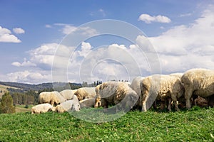 Sheeps in a meadow on green grass. Flock of sheep grazing in a hill. European mountains traditional shepherding in high