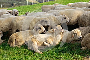 Sheeps in a meadow on green grass. Flock of sheep grazing in a hill. European mountains traditional shepherding in high