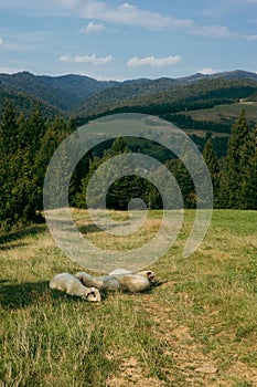 Sheeps in a meadow on green grass. Flock of sheep grazing in a hill. European mountains traditional shepherding in high