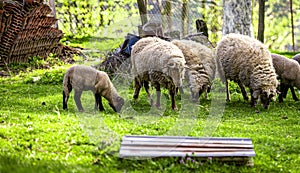 Sheeps in a meadow on green grass. Spring sunset.  Farmhouse. Lambs and Sheep.