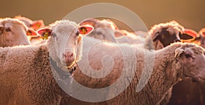 Sheeps in a meadow on green grass at sunset. Portrait of sheep. Flock of sheep grazing in a hill.