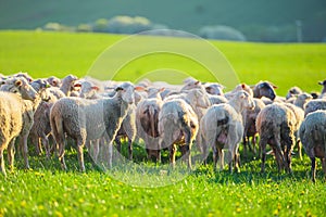 Sheeps in a meadow on green grass at sunset. Portrait of sheep. Flock of sheep grazing in a hill.