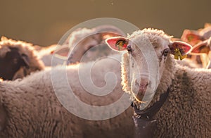 Sheeps in a meadow on green grass at sunset. Portrait of sheep. Flock of sheep grazing in a hill.