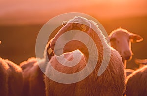 Sheeps in a meadow on green grass at sunset. Portrait of sheep. Flock of sheep grazing in a hill.