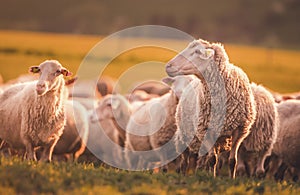 Sheeps in a meadow on green grass at sunset. Portrait of sheep. Flock of sheep grazing in a hill.