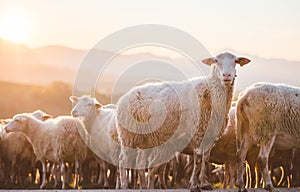 Sheeps in a meadow on green grass at sunset. Portrait of sheep. Flock of sheep grazing in a hill.