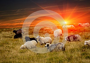 Sheeps in mountains and sunset