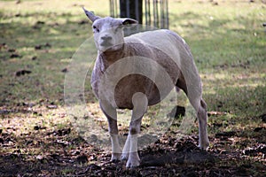 Sheeps in the meadows of the Zuidplaspolder in Zevenhuizen, the Netherlands