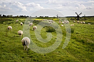 Sheeps with mills in Holland photo