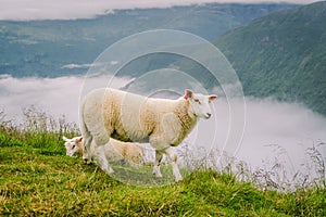 Sheeps on mountain farm on cloudy day. Norwegian landscape with sheep grazing in valley. Sheep on mountaintop Norway. Ecological