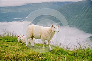 Sheeps on mountain farm on cloudy day. Norwegian landscape with sheep grazing in valley. Sheep on mountaintop Norway. Ecological