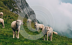 Sheeps on a mountain farm on a cloudy day the swiss alps brienzer rothorn switzerland