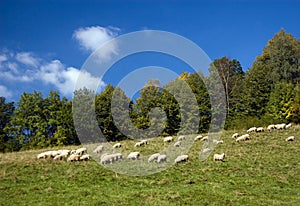 Sheeps on a mountain meadow