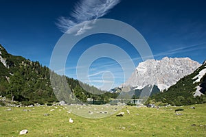 Sheeps at mountain meadow with lake seebensee
