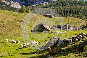 Sheeps in mountain paster with demolished mountain hutts