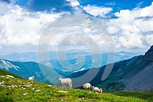 Sheeps in a mountains