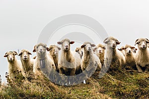 Sheeps in mountains