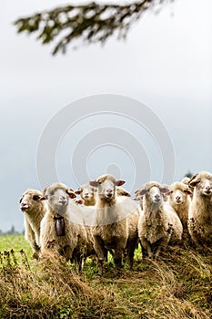 Sheeps in mountains