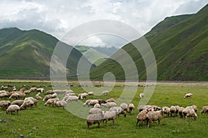 Sheeps in mountains