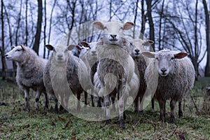 Hungry sheeps in the field