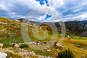 Sheeps in National mountains park Durmitor - Montenegro