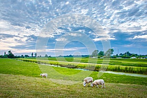 Sheeps in nature on meadow. Farming outdoor, Holland